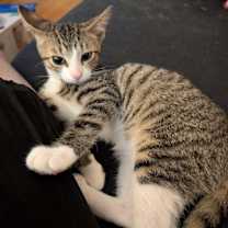 Thumbnail photo of Pax25 #2