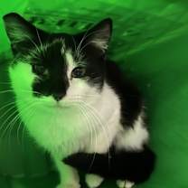 Thumbnail photo of Paladin #2