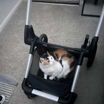 Thumbnail photo of Latte #2