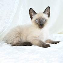 Thumbnail photo of BamBam #3