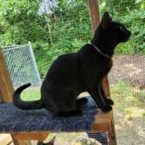 Thumbnail photo of Brooklyn #4