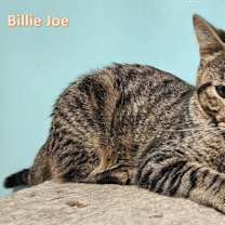 Thumbnail photo of Billy Jo #3