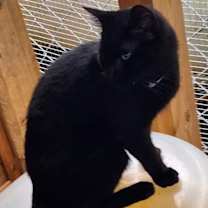 Thumbnail photo of Stuart Little #4