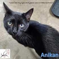 Thumbnail photo of Anikan #1