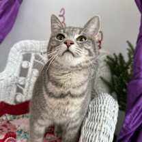 Thumbnail photo of Smuckers Pinkerton 55674  #3