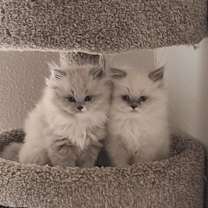 Thumbnail photo of Holly & jellybean #1