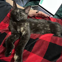 Thumbnail photo of Salem #3