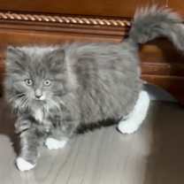 Thumbnail photo of Thistle #2