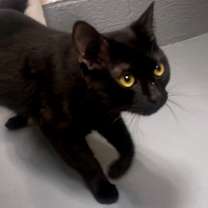 Thumbnail photo of Claude #2