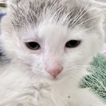 Thumbnail photo of Miso #1