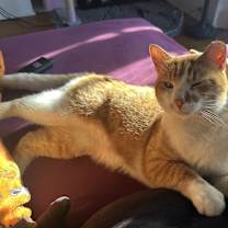 Thumbnail photo of Wallace #1