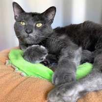 Thumbnail photo of Meadow #2