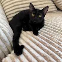 Thumbnail photo of Petunia  #1