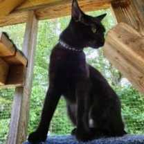 Thumbnail photo of Brooklyn #2