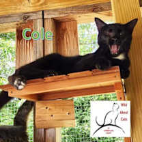 Thumbnail photo of Cole #4