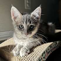 Thumbnail photo of Meatball #1