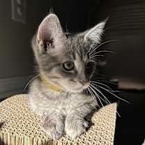 Thumbnail photo of Meatball #2