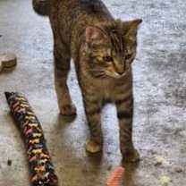 Thumbnail photo of Crookshanks #1