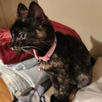 Thumbnail photo of Cupcake #2