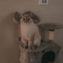 Thumbnail photo of Faie #4