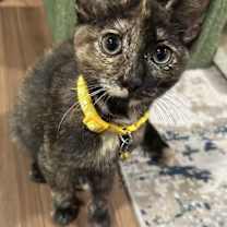 Thumbnail photo of Sienna #1