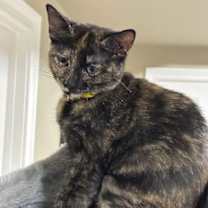 Thumbnail photo of Sienna #2