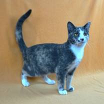 Thumbnail photo of ASHLEY - AFFECTIONATE GIRL #3