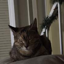 Thumbnail photo of Sweet #4