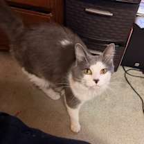 Thumbnail photo of Scar #1