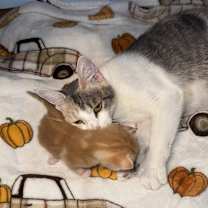 Thumbnail photo of Tiggs #3