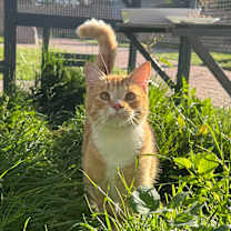 Thumbnail photo of Tiggs #1