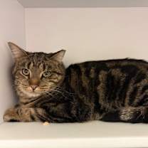 Thumbnail photo of Scrooge #2