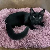 Thumbnail photo of Salem #3