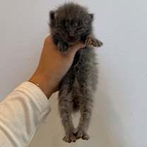 Thumbnail photo of Dali #2