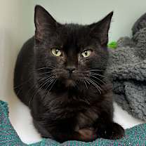 Thumbnail photo of Narcissa #1