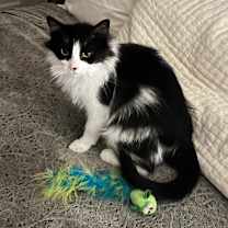 Thumbnail photo of Wood Sprite #2