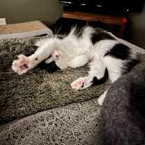 Thumbnail photo of Wood Sprite #3