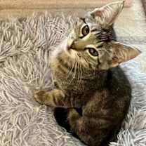 Thumbnail photo of Angelo #3