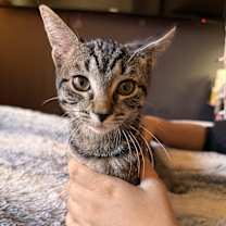 Thumbnail photo of Scream #1