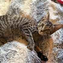 Thumbnail photo of Scream #4