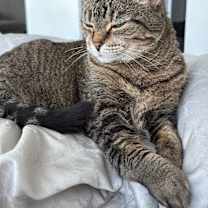 Thumbnail photo of Suki #4