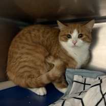 Thumbnail photo of Maple #1