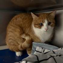 Thumbnail photo of Maple #2