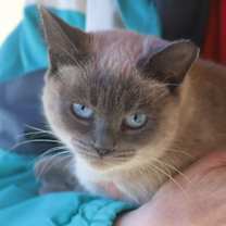 Thumbnail photo of Marshmallow #1