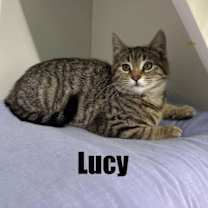 Thumbnail photo of Lucy #2