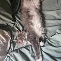 Thumbnail photo of Pepper #1