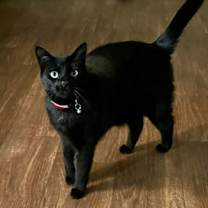 Thumbnail photo of Chucho- courtesy post #1