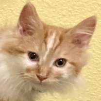 Thumbnail photo of WINSTON #1