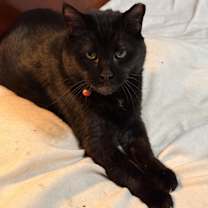 Thumbnail photo of Raven #1