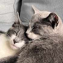 Thumbnail photo of Milo & Lilo #2